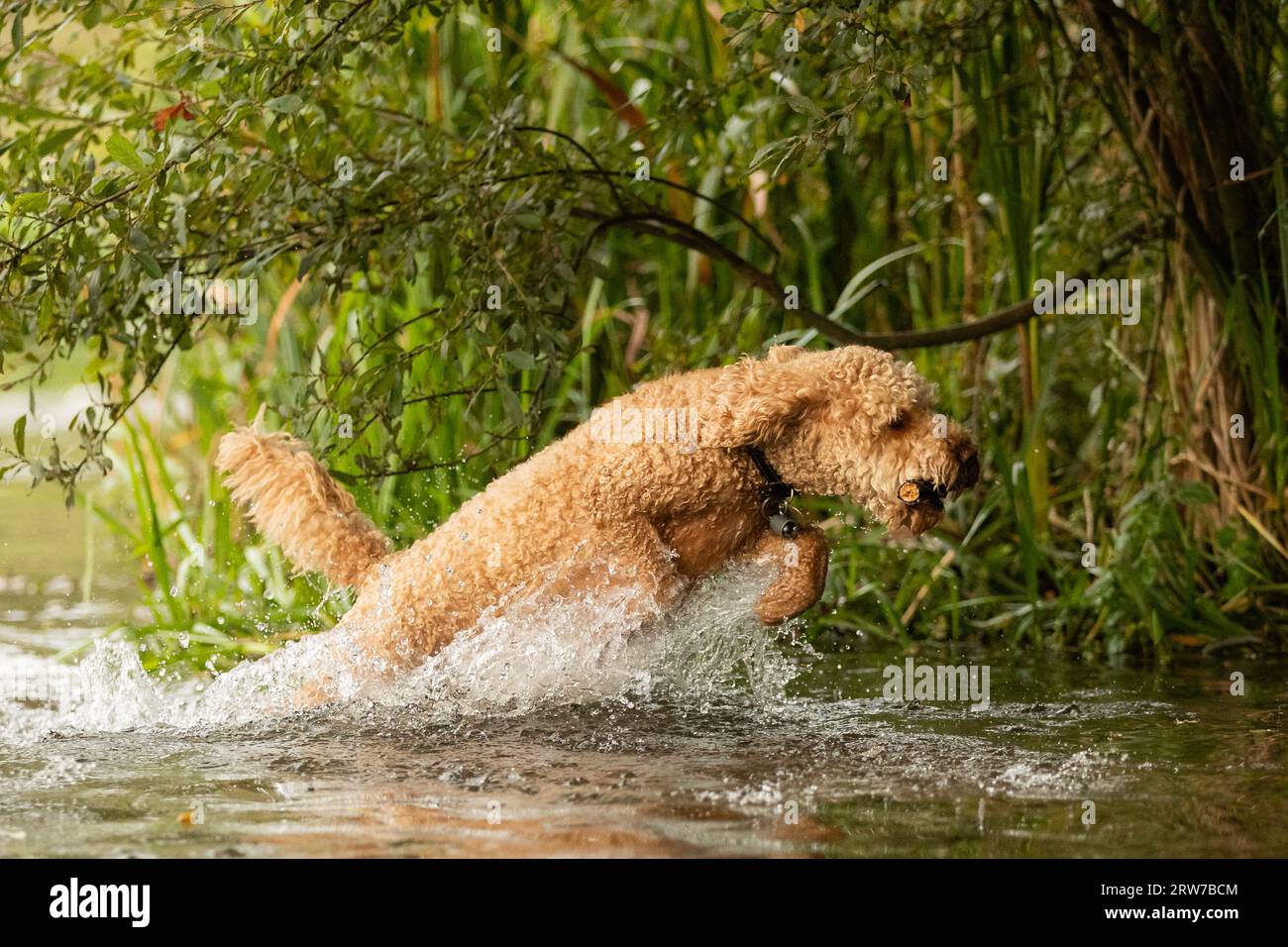 Dogs playing in river Stock Photo