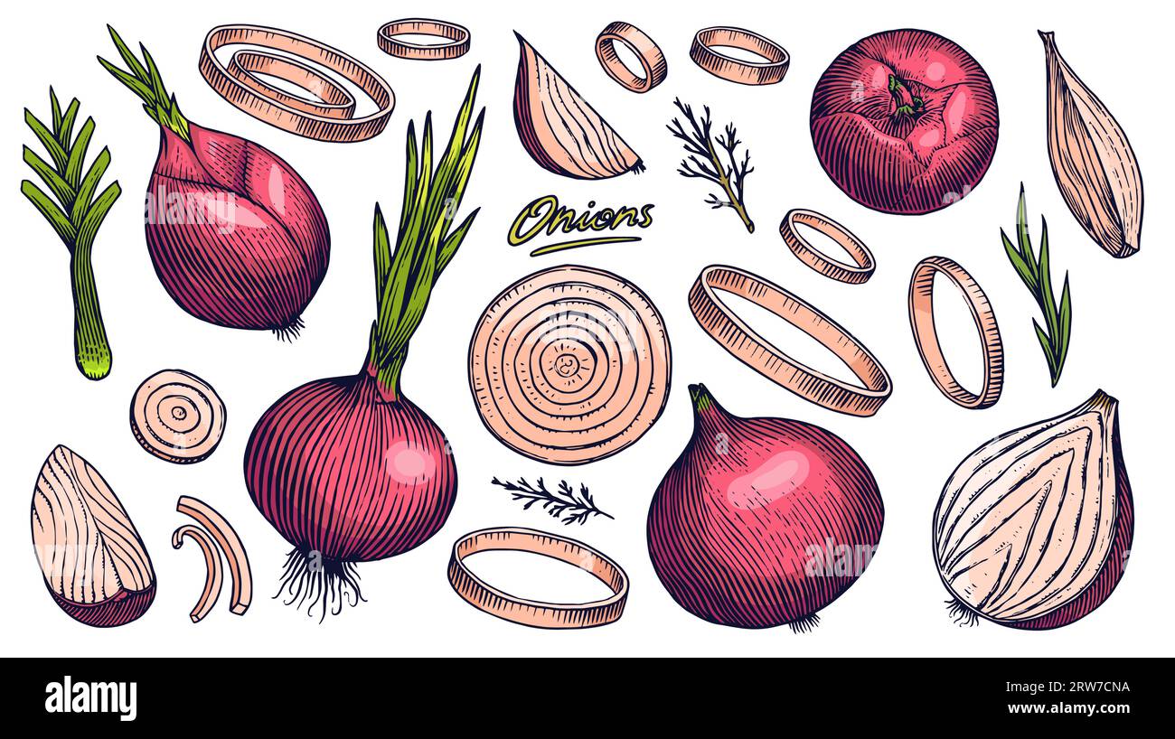 Red Onion bulb, Half cutout slice and rings. Hand drawn with ink in vintage style. Linear graphic outline design. Detailed vegetarian food. Vector Stock Vector