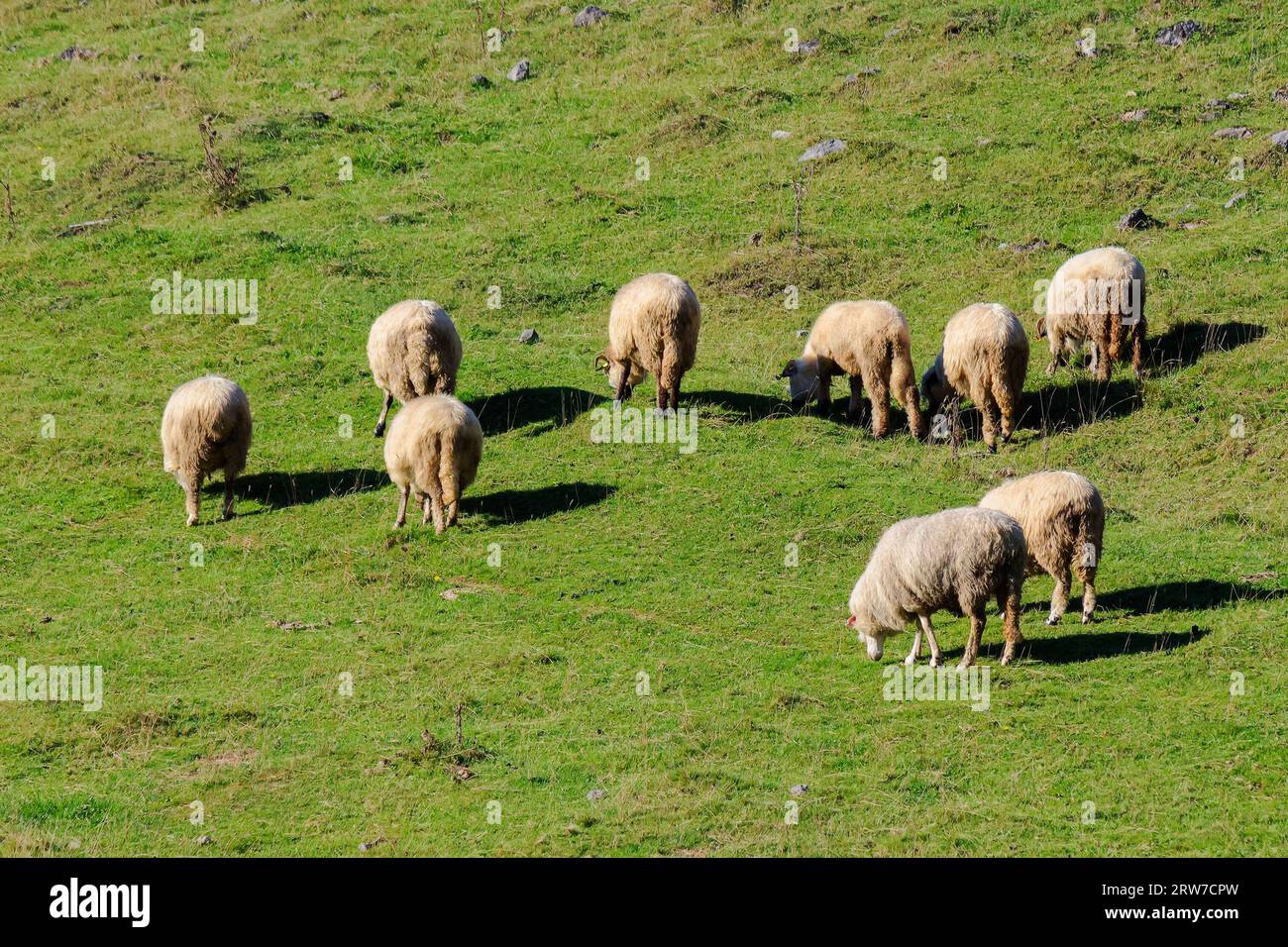 sheep grazing on the hill. sunny weather in autumn Stock Photo