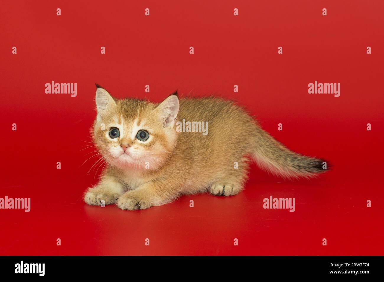 Small Scottish kitten of golden color on a bright red background Stock