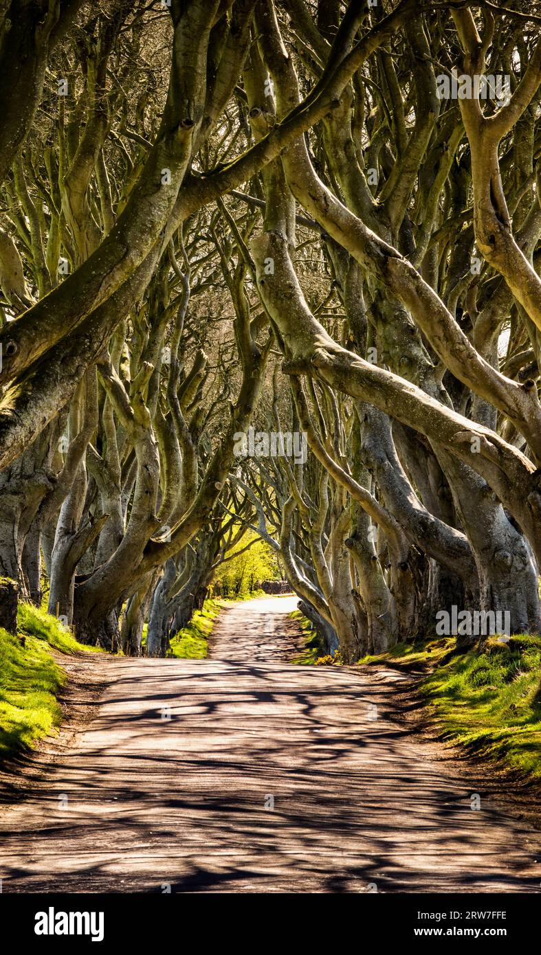 The Dark Hedges, a Game of Thrones Location, Stranocum, County Antrim, Northern Ireland Stock Photo
