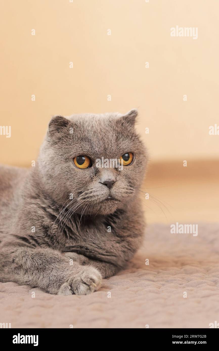 Well groomed face hi-res stock photography and images - Alamy