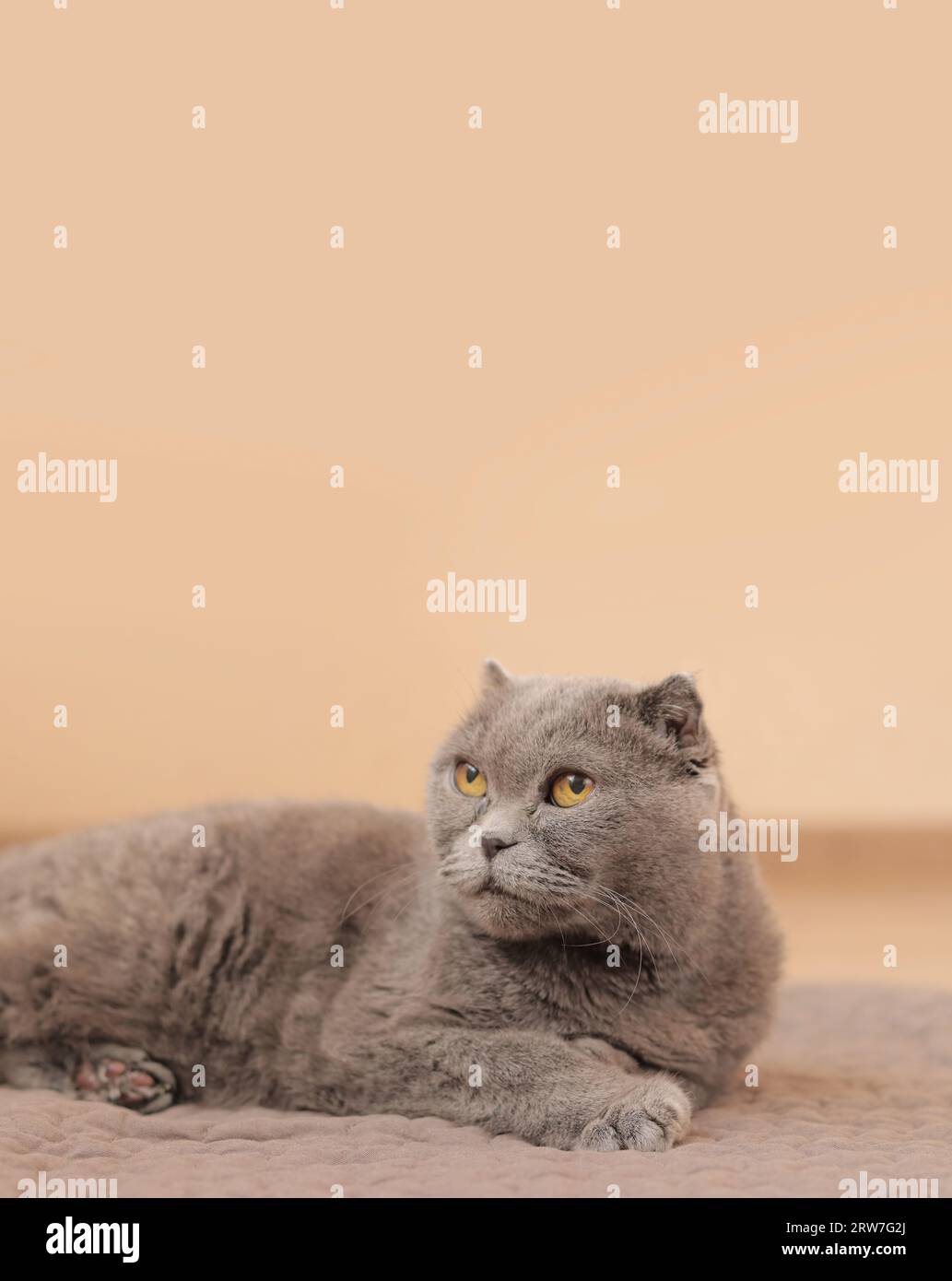 Well groomed face hi-res stock photography and images - Alamy