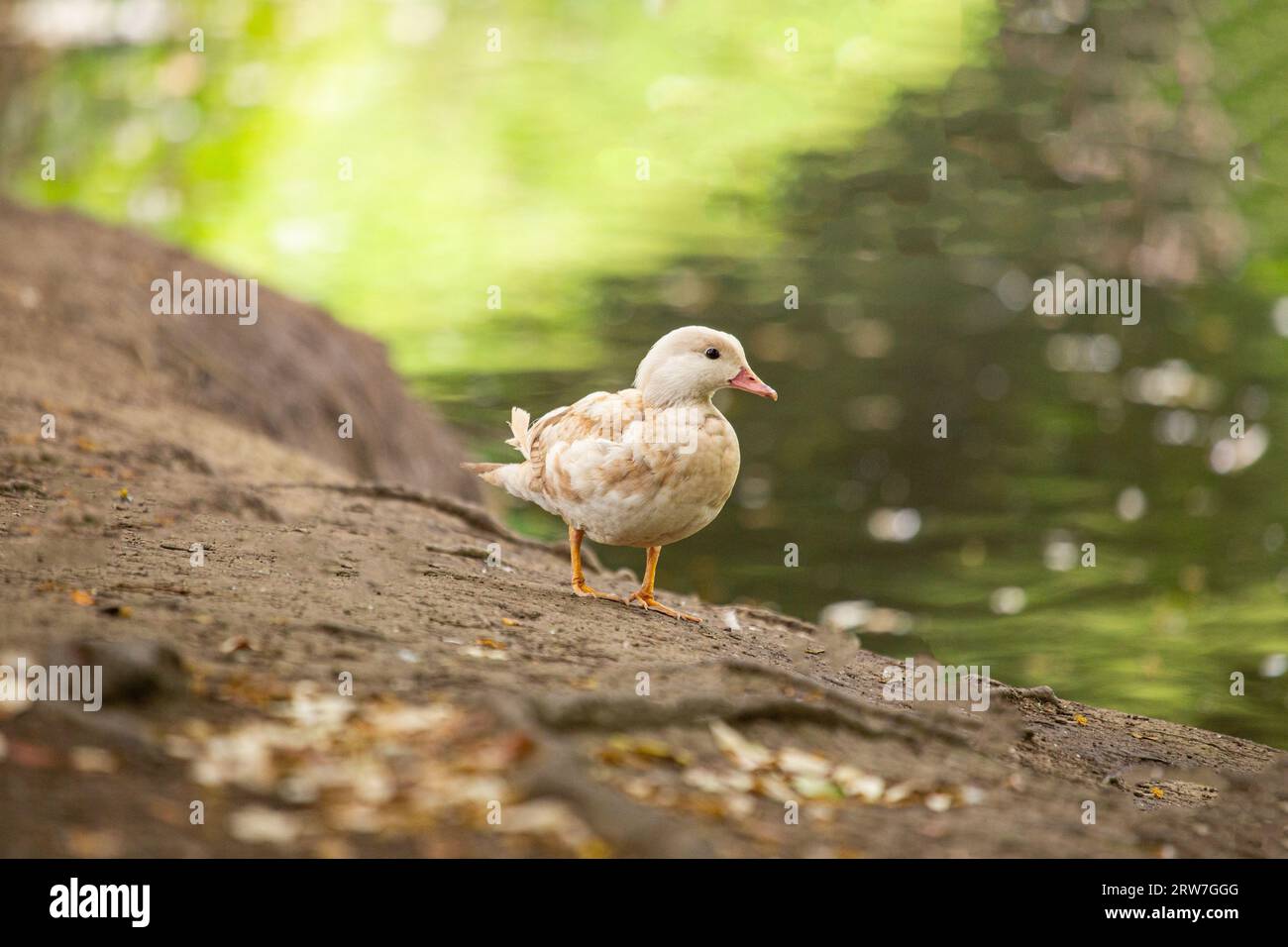 Rare albino Mandarin Duck, Aix galericulata, spotted in Dublin's