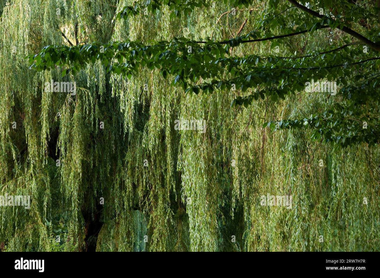 summer background: thick green willow leaves Stock Photo