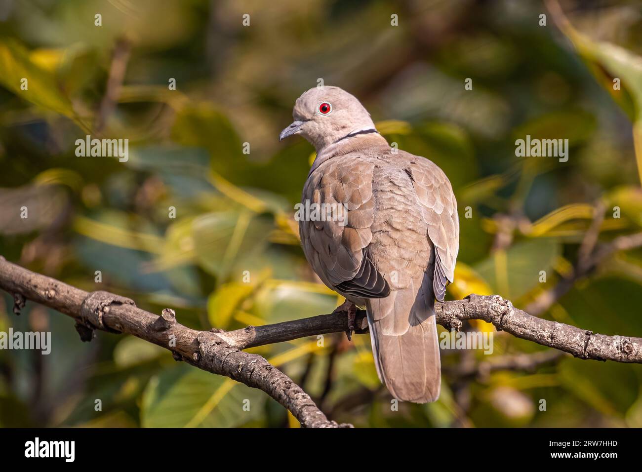 A Collared Dove looking back Stock Photo Alamy