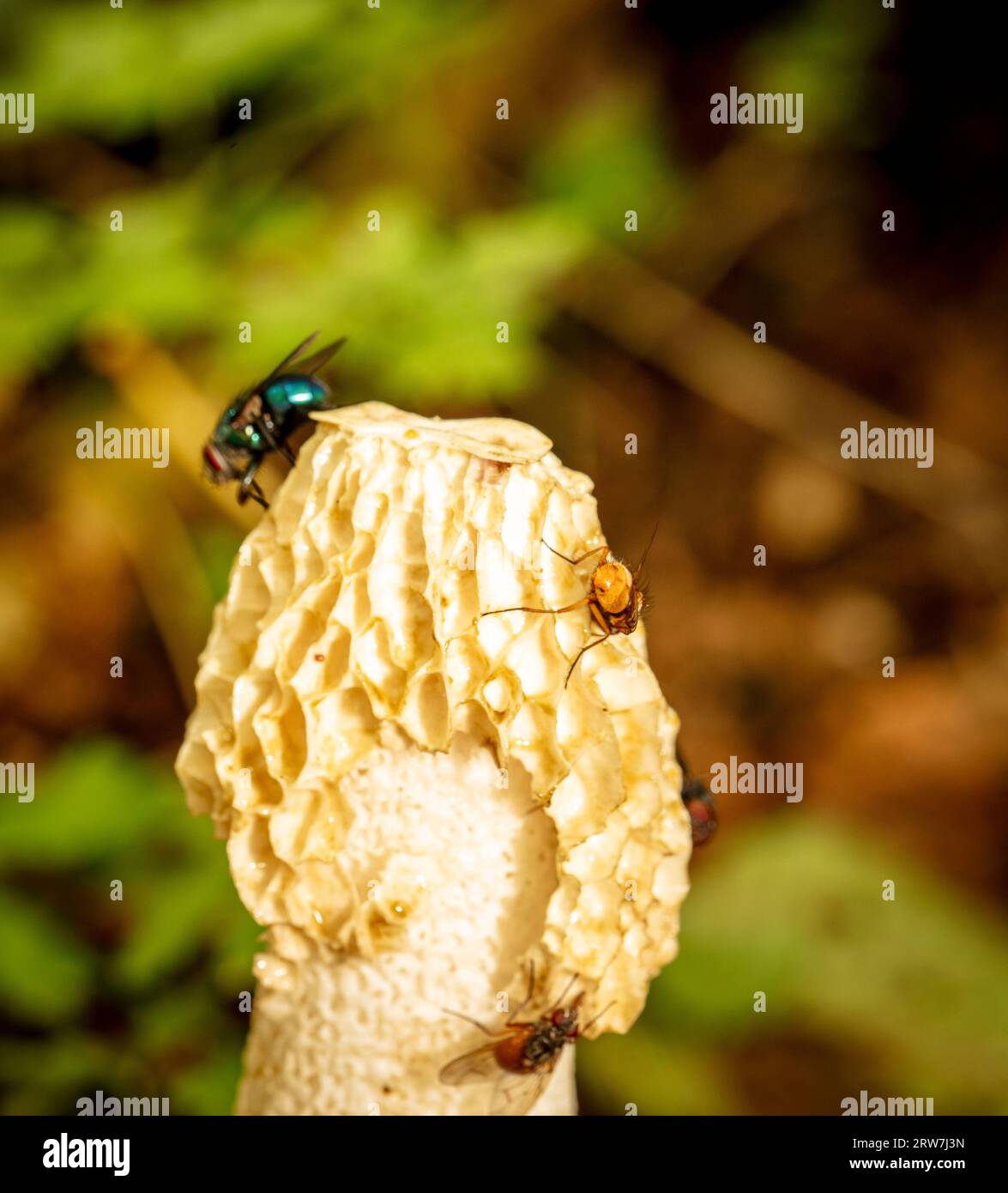 Natural close up fungi portrait of Stinkhorn, Phallaceae, in early ...