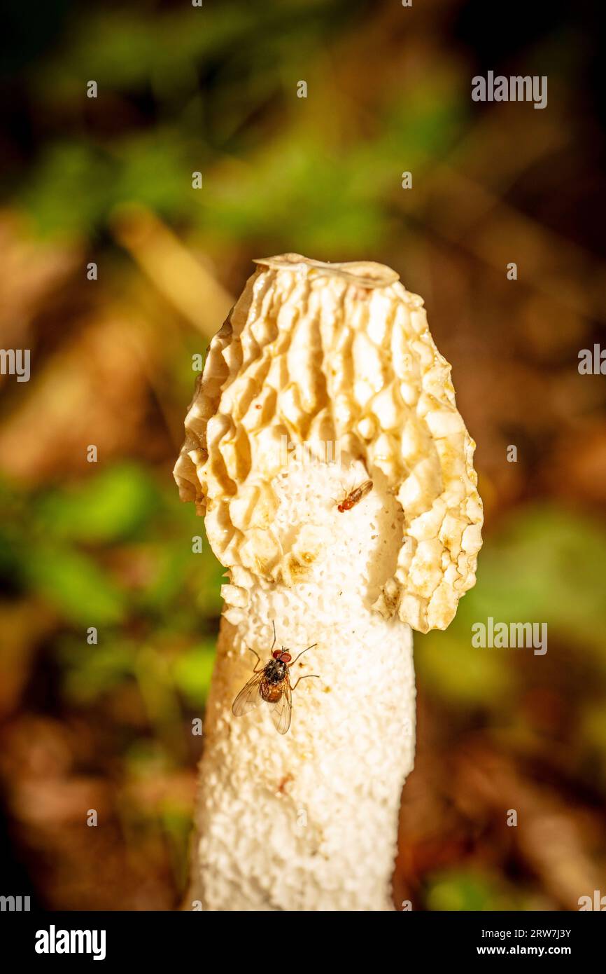 Natural close up fungi portrait of Stinkhorn, Phallaceae, in early autumn showing head patterns and flies foraging Stock Photo