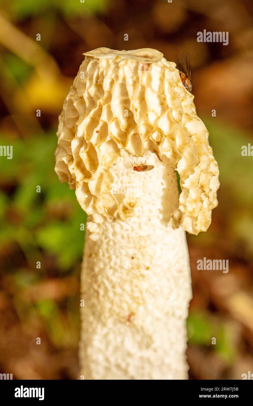 Natural close up fungi portrait of Stinkhorn, Phallaceae, in early autumn showing head patterns and flies foraging Stock Photo