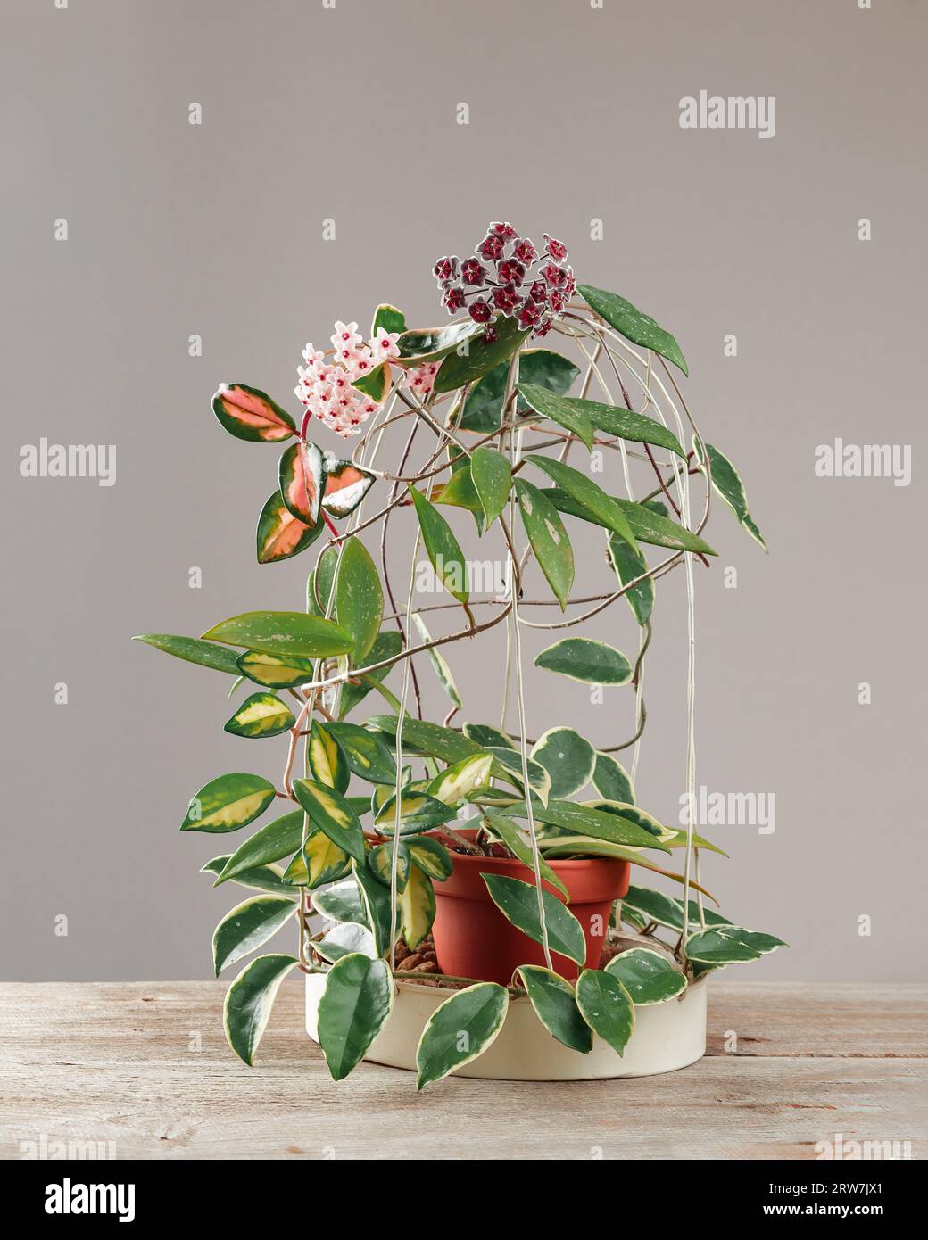 Hoya Carnosa and Hoya Pubicalyx Potted Plant. Different Varieties of Hoya, Krimson Princess and Krimson Queen Species in Bloom. Porcelain flower or wa Stock Photo