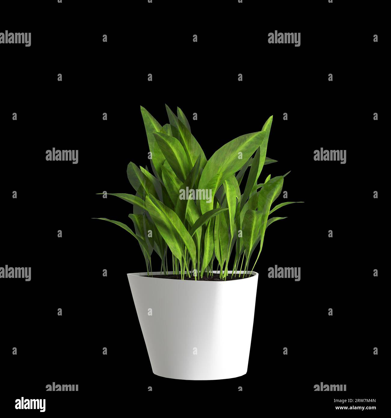 3d illustration of houseplant isolated on black background Stock Photo