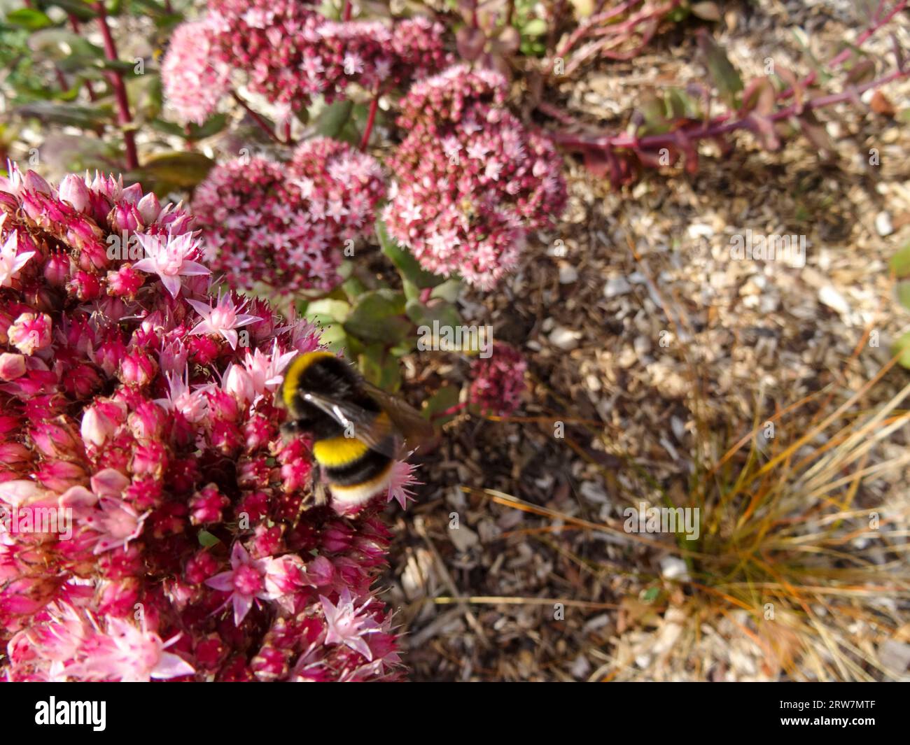 Natural close up pollinating plant portrait of Hylotelephium Matrona', stonecrop ‘Matrona’, with Bee Stock Photo