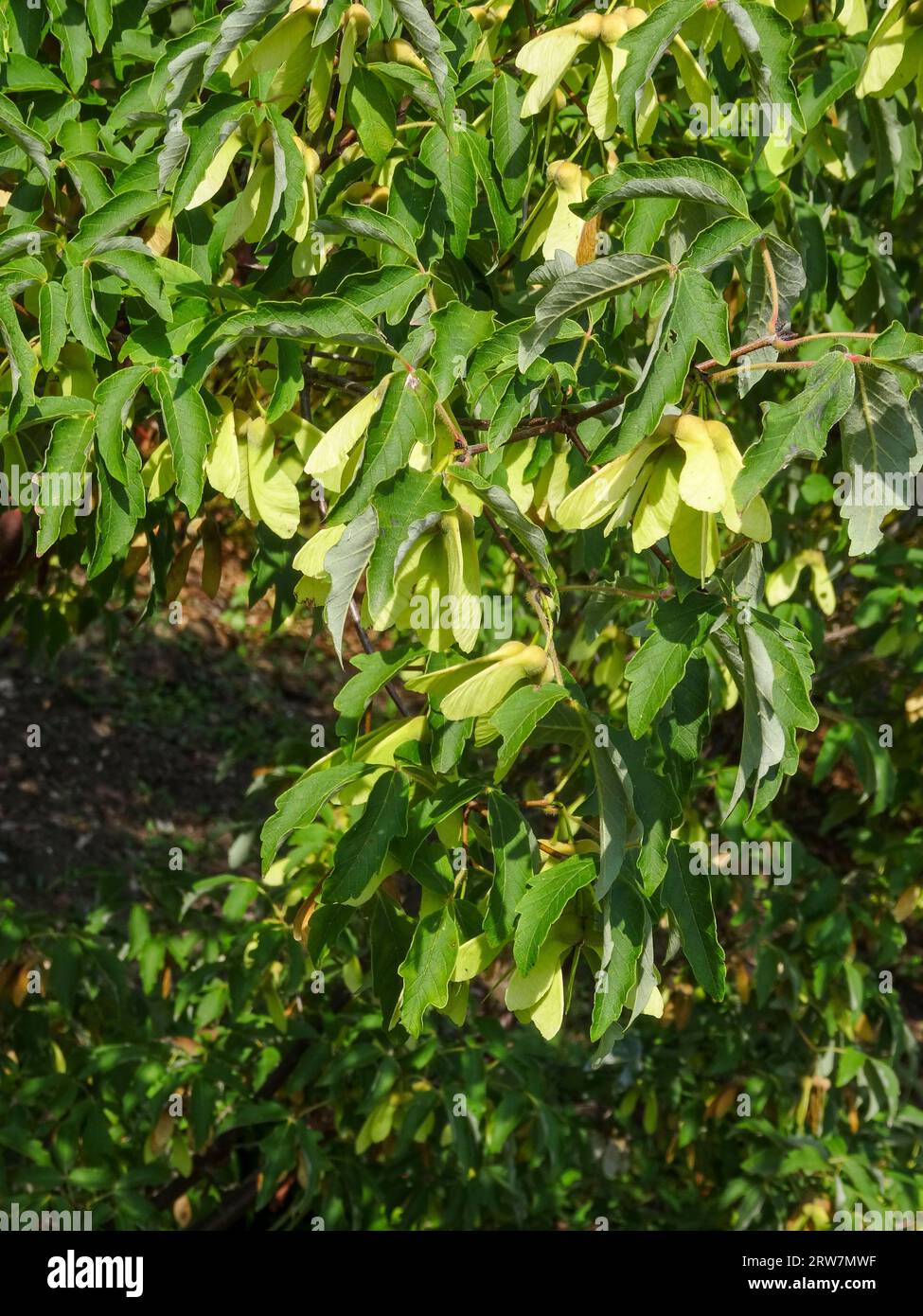 Natural garden tree portrait of Acer griseum, paperbark maple, in lovely late summer sunshine Stock Photo