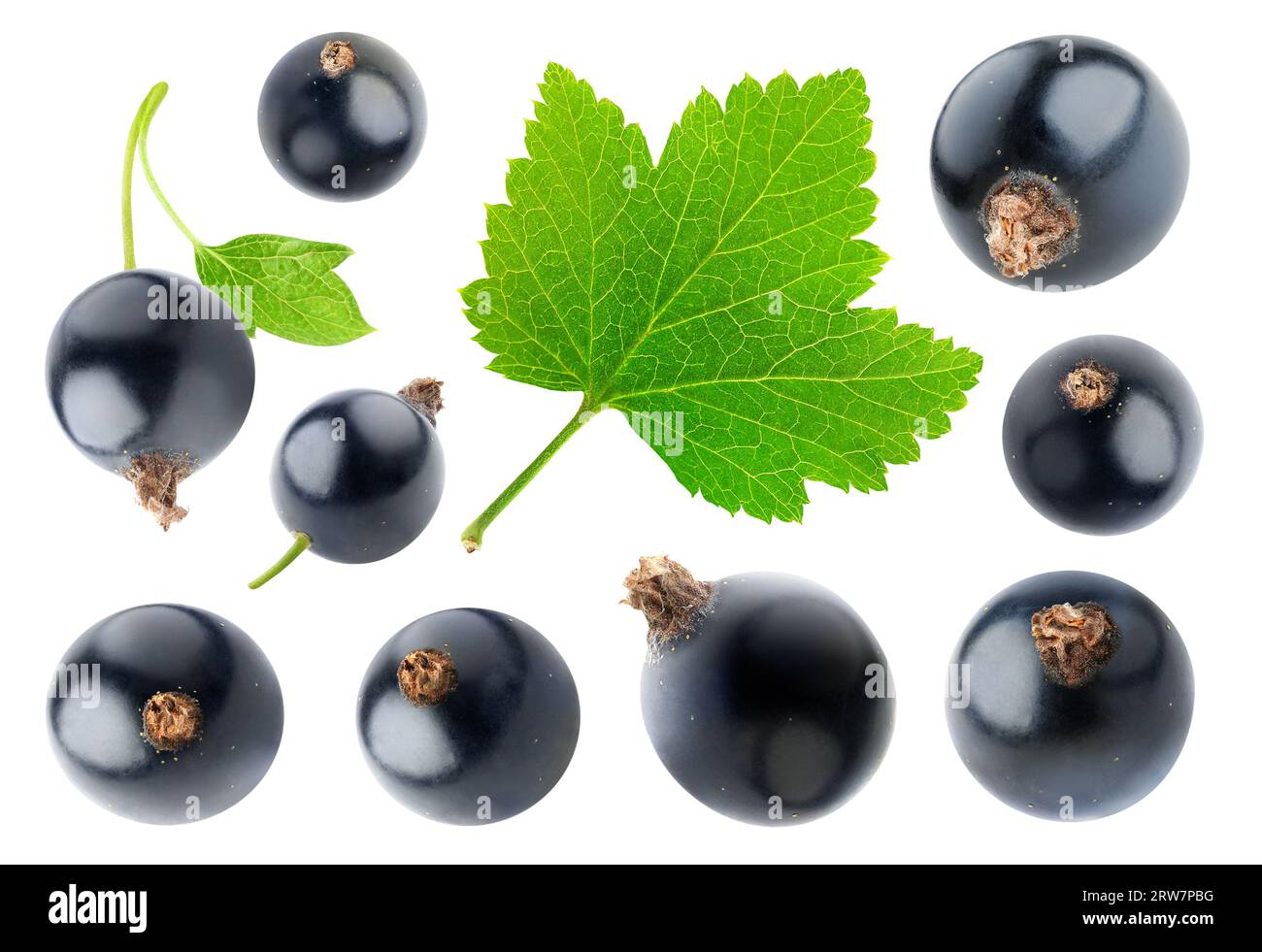Collection of black currant berries and a leaf, isolated on white background Stock Photo
