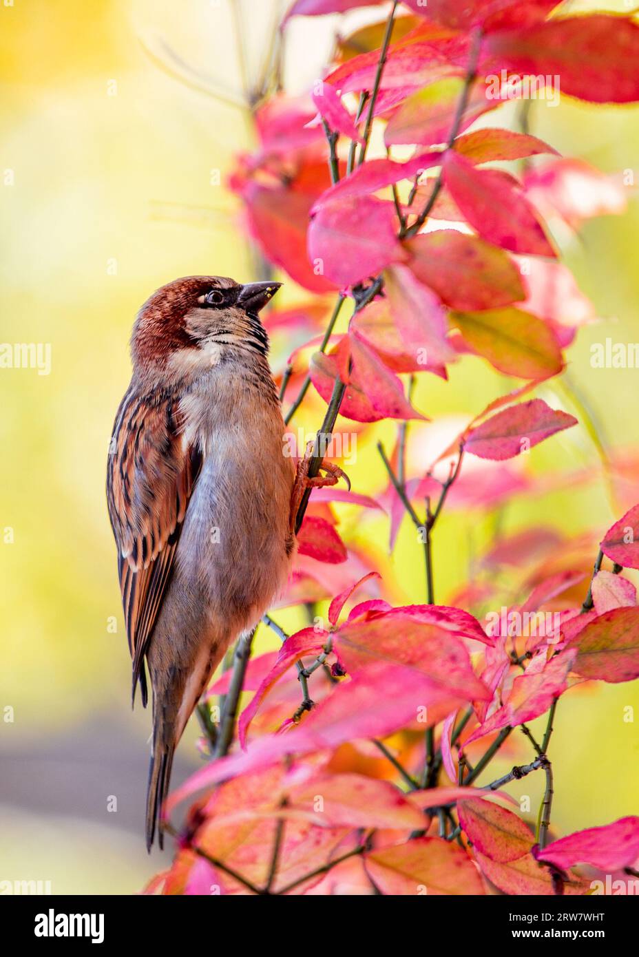 Common House Sparrow, Passer domesticus, seen outdoors in Dublin