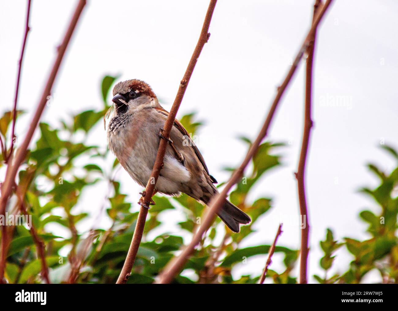 Common House Sparrow, Passer domesticus, seen outdoors in Dublin