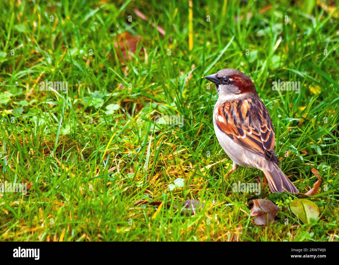 Common House Sparrow, Passer domesticus, seen outdoors in Dublin