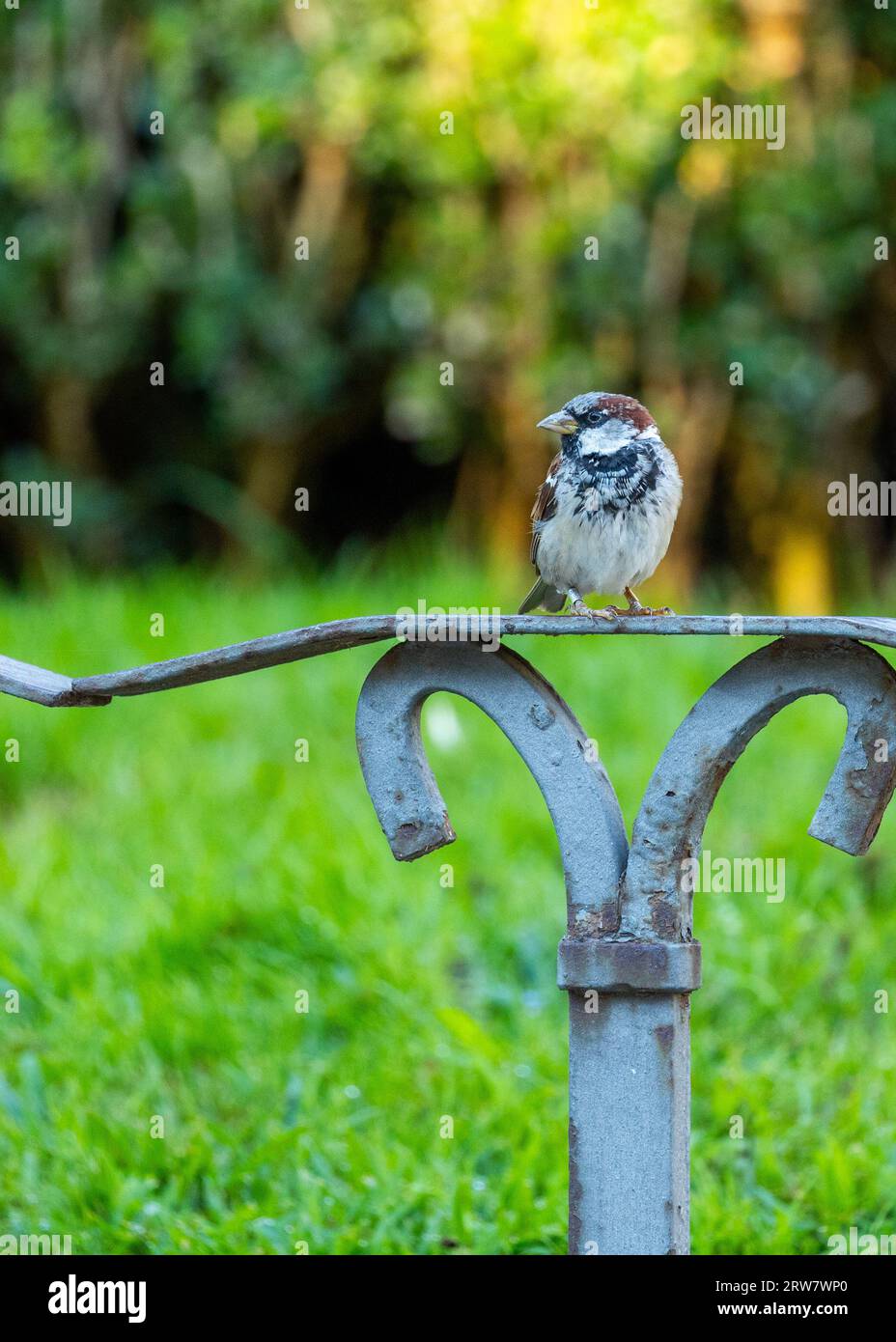 Common House Sparrow, Passer domesticus, seen outdoors in Dublin