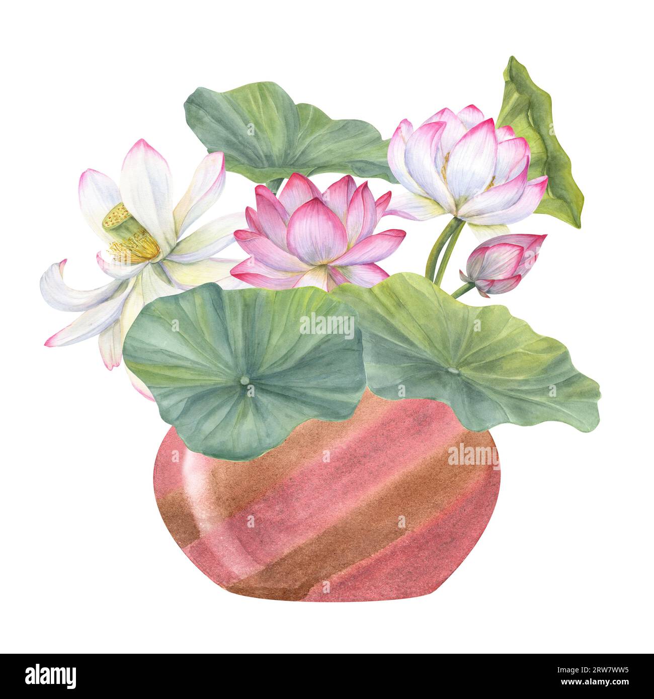 Floral composition of blooming lotuses in ceramic flowerpot. Water lily