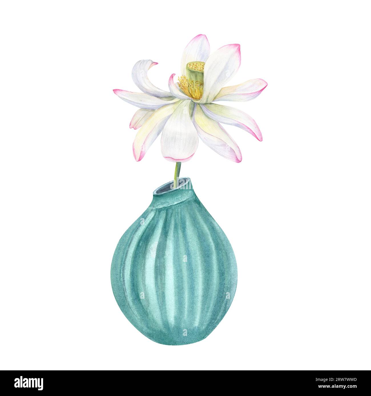 Single Lotus Flower on long stem in turquoise ceramic vase. Withering