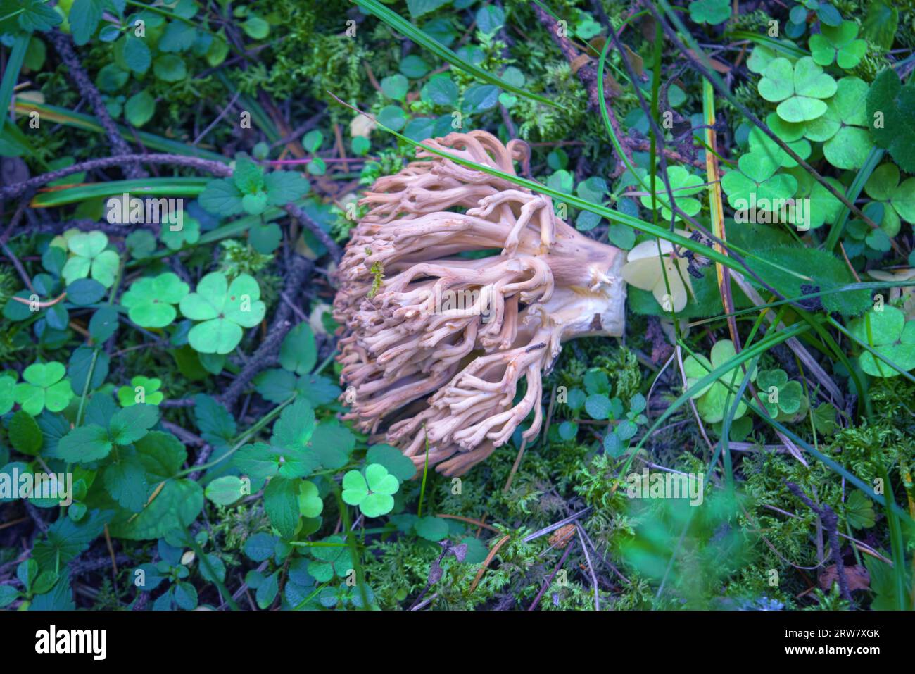 Ramaria formosa mushroom, commonly known as the beautiful clavaria or pink coral fungus. Stock Photo