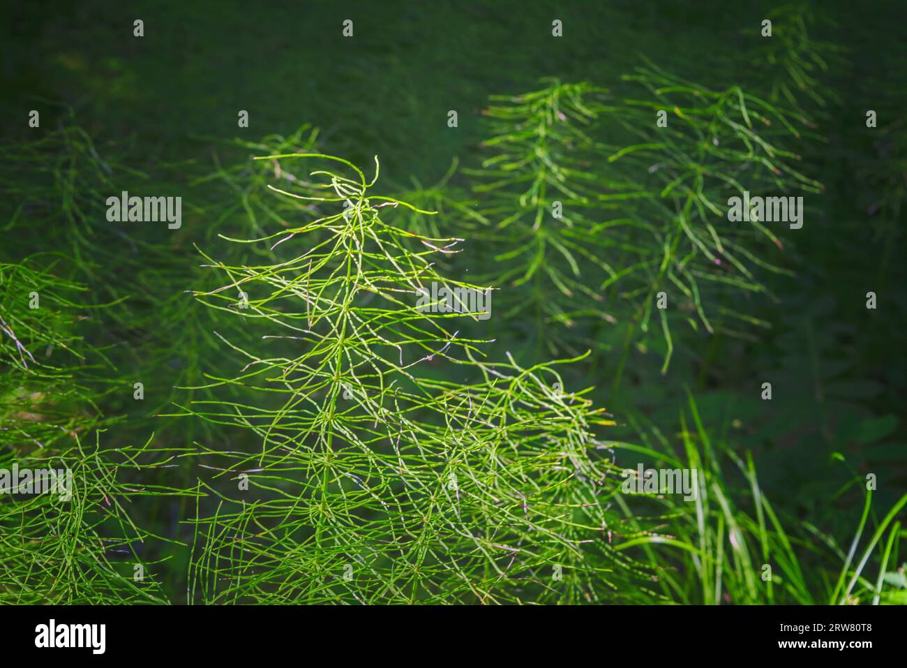 Leaves of a meadow shady horsetail (Equisetum pratense) as Nature background. Medicinal plant. Stock Photo