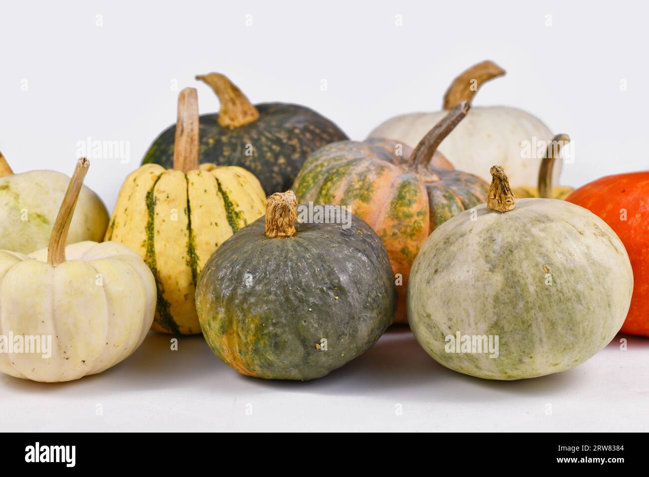 Mix of different colorful pumpkins and squashes on light gray background Stock Photo