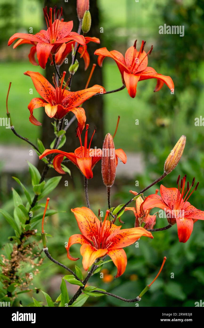A bush of red tiger lilies in the garden in a flower bed Stock Photo - Alamy