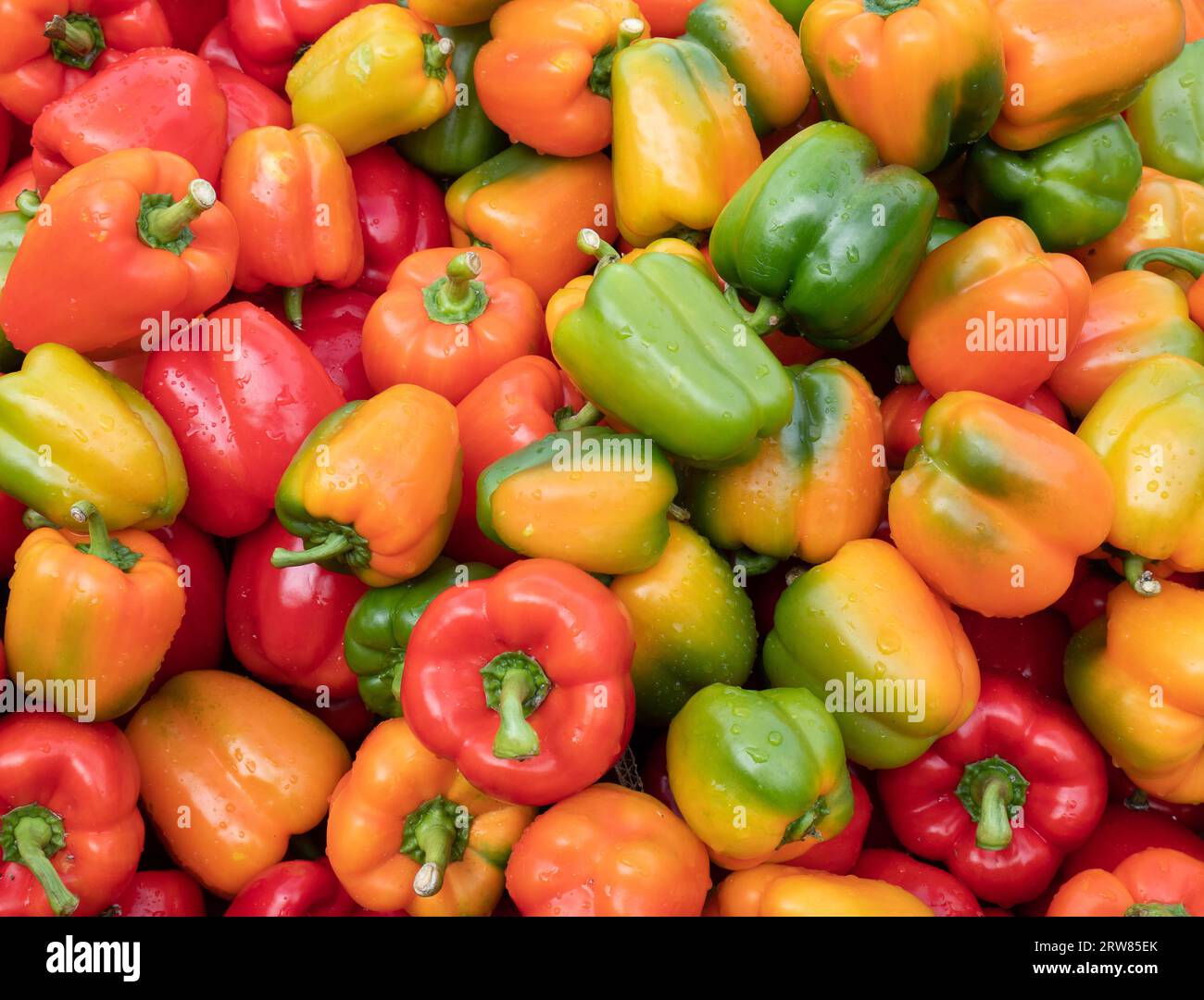 Lots of colorful bell peppers close up. Stock Photo
