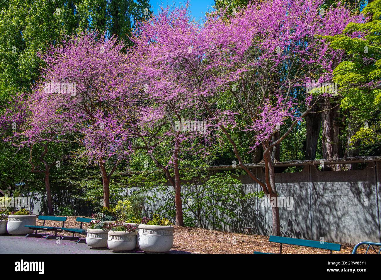 Flowering trees at Seattle Center Stock Photo - Alamy