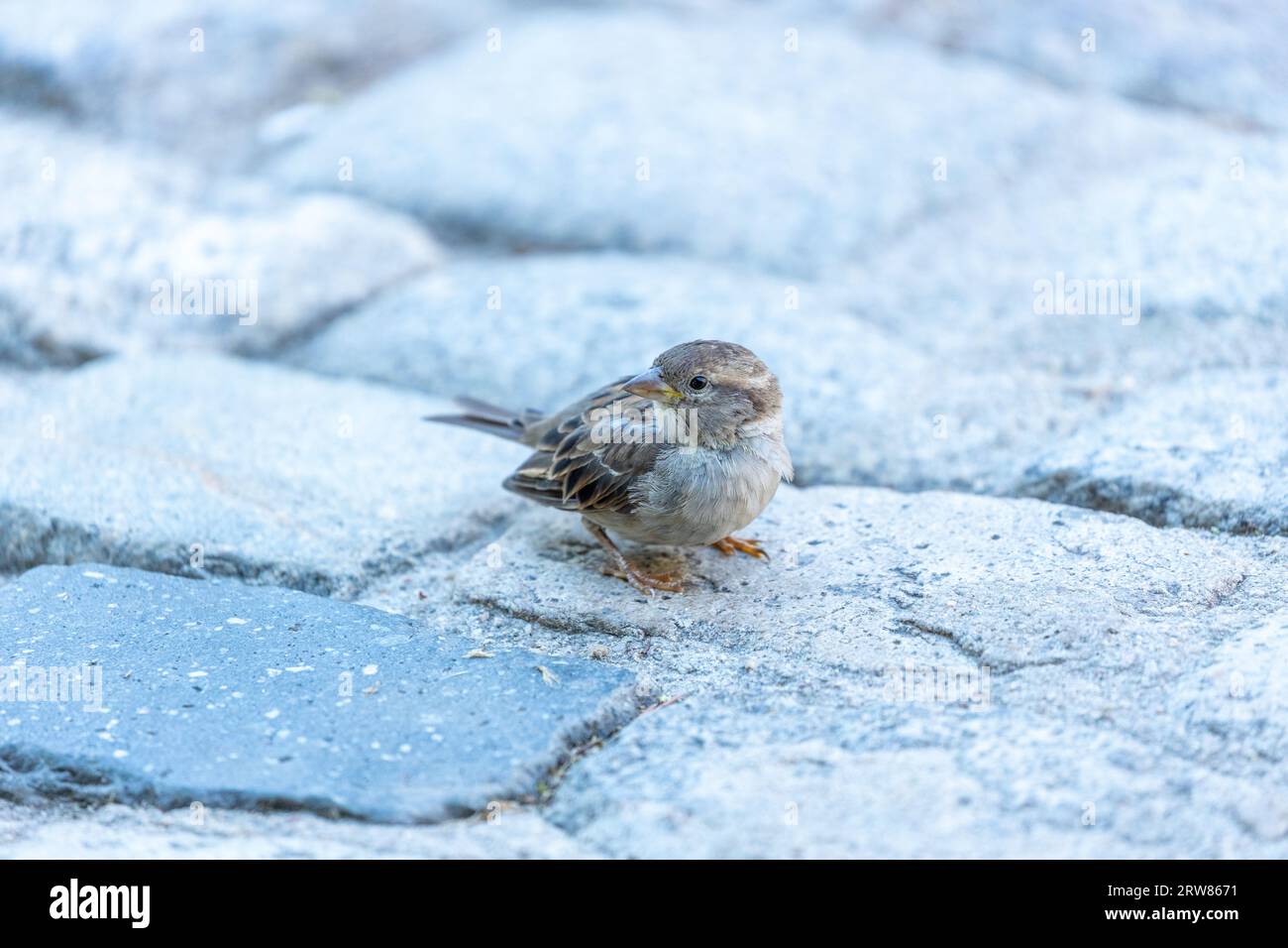 A Female House Sparrow Passer Domesticus Seen Outdoors In Dublin a-female-house-sparrow-passer-domesticus-seen-outdoors-in-dublin