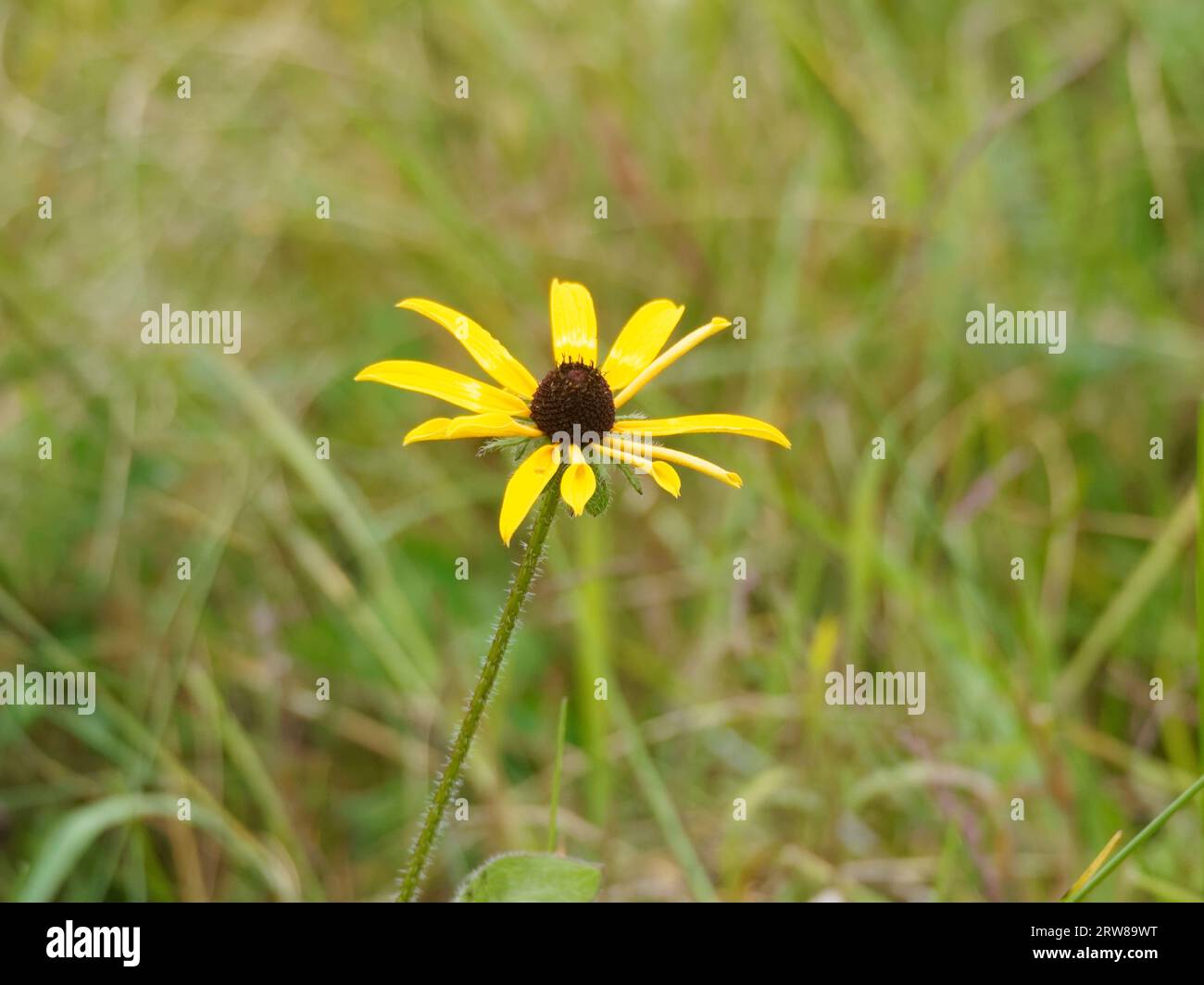 Black-eyed Susan in a pasture. Quebec,Canada Stock Photo