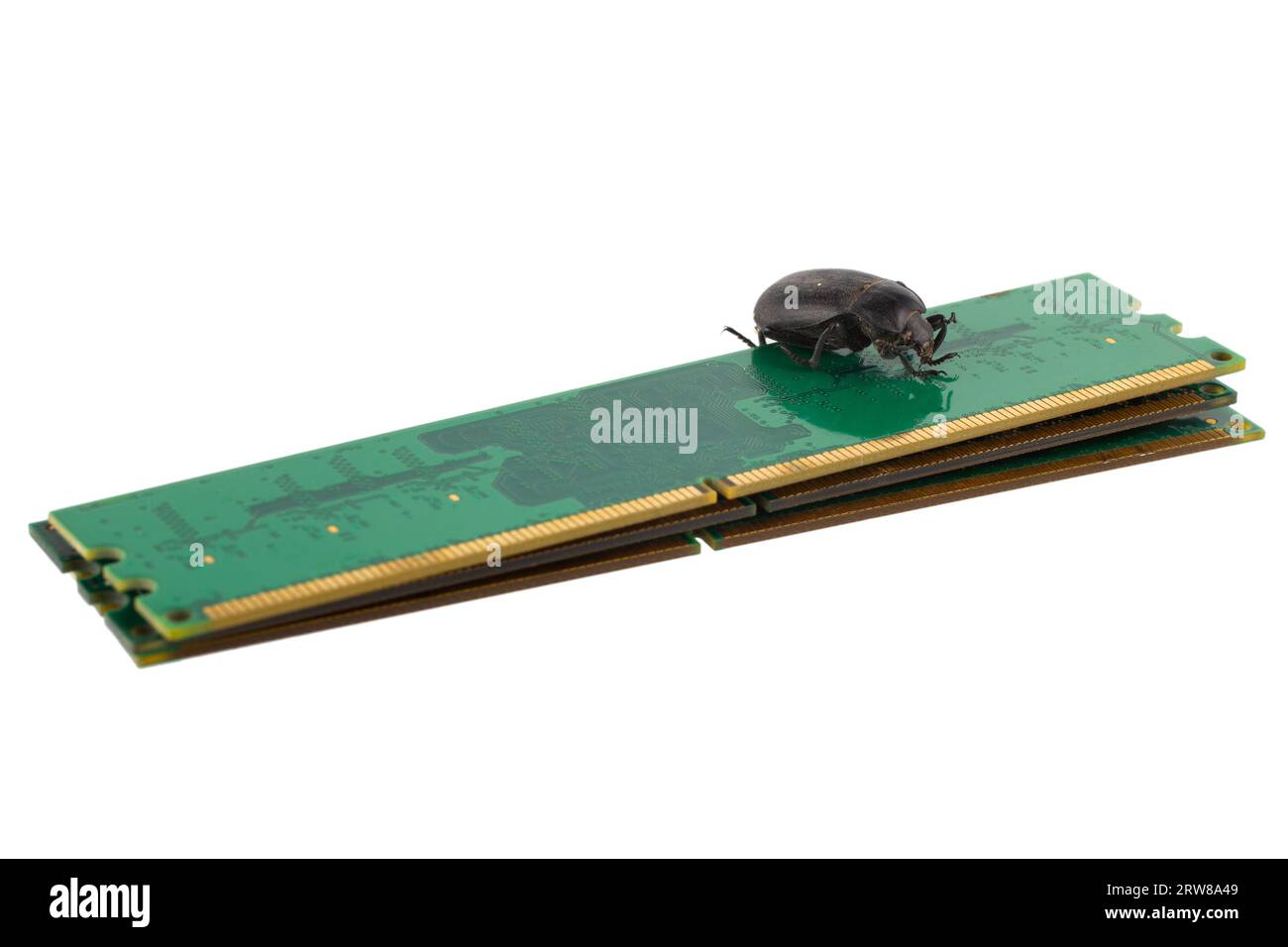 Bug on PC memory module. Computer error concept. Isolated on white ...