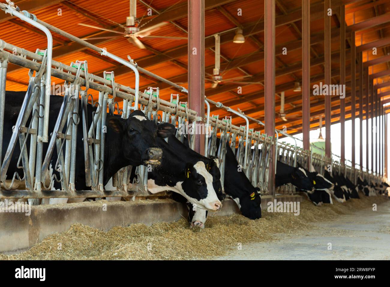 Dairy cows milk farm fodder hi-res stock photography and images - Alamy