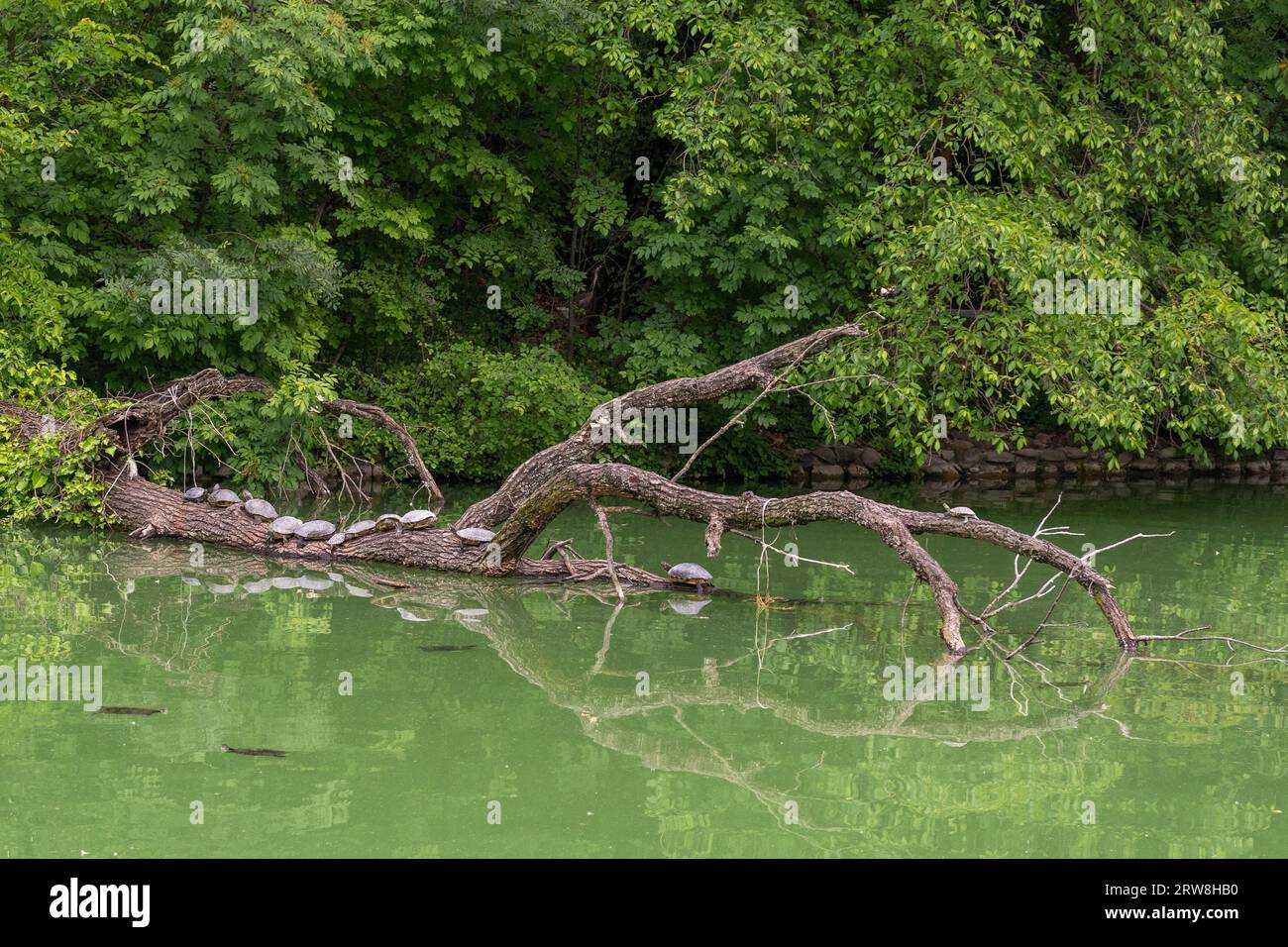 Pond sliders (Trachemys scripta), a specie of semi-aquatic turtle, swimming and resting on a trunk in the pond of the Ducal Park of Parma, Italy Stock Photo