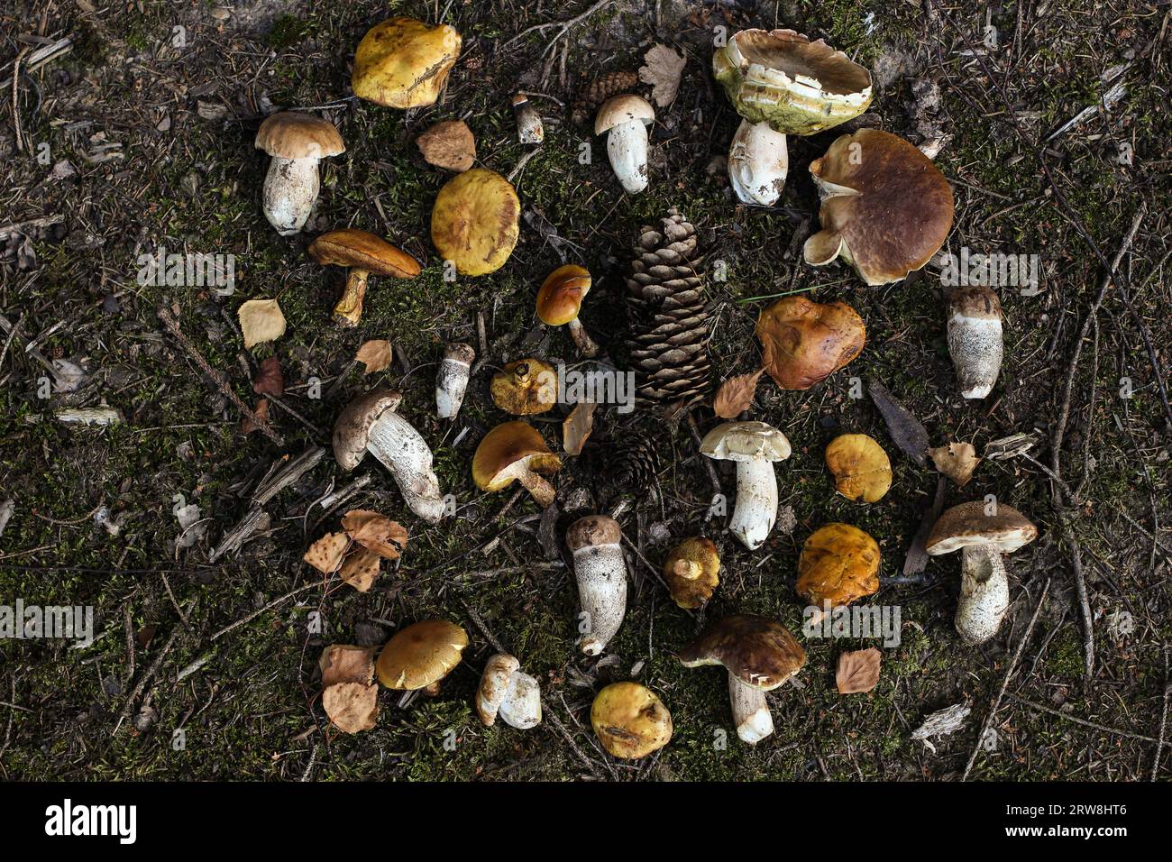 Fresh raw mixed wild mushrooms on forest ground. Edible larch bolete, ceps, porcini mushrooms with pine cones. Yellow birch leaves. Creative moody Stock Photo