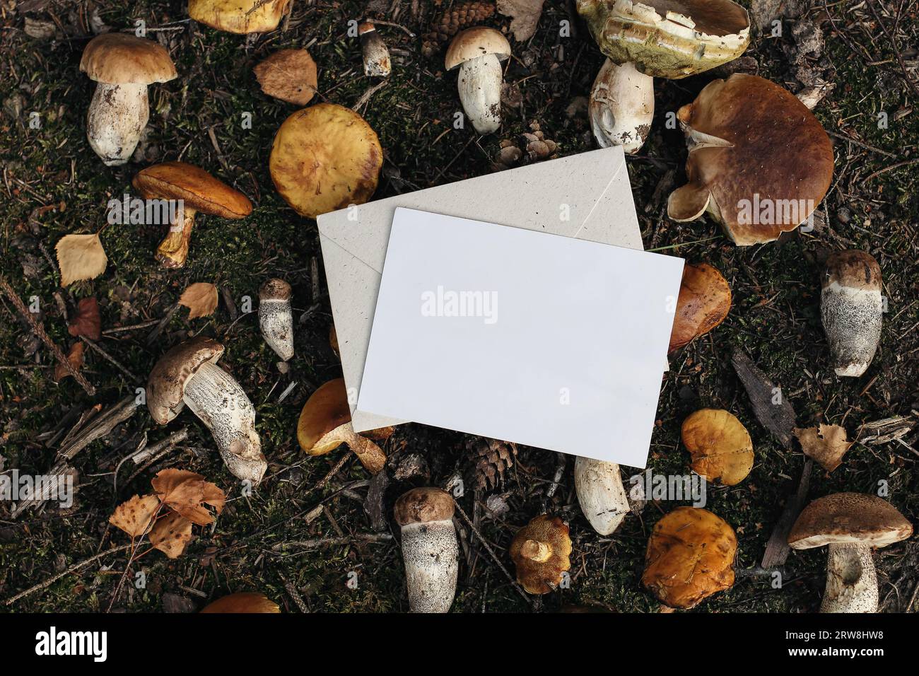 Autumn woodland stationery. Blank greeting card mockup. Fresh raw mixed wild mushrooms on forest ground. Edible larch bolete, ceps, porcini mushrooms Stock Photo