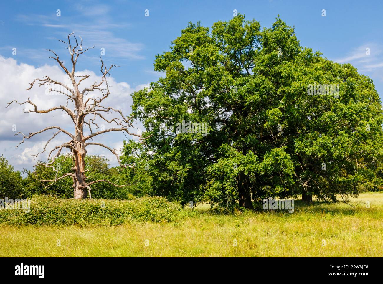 A living and a dead skeleton of an oak tree (Quercus robur) in parkland in Surrey, south-east England on a sunny day with blue sky and clouds Stock Photo