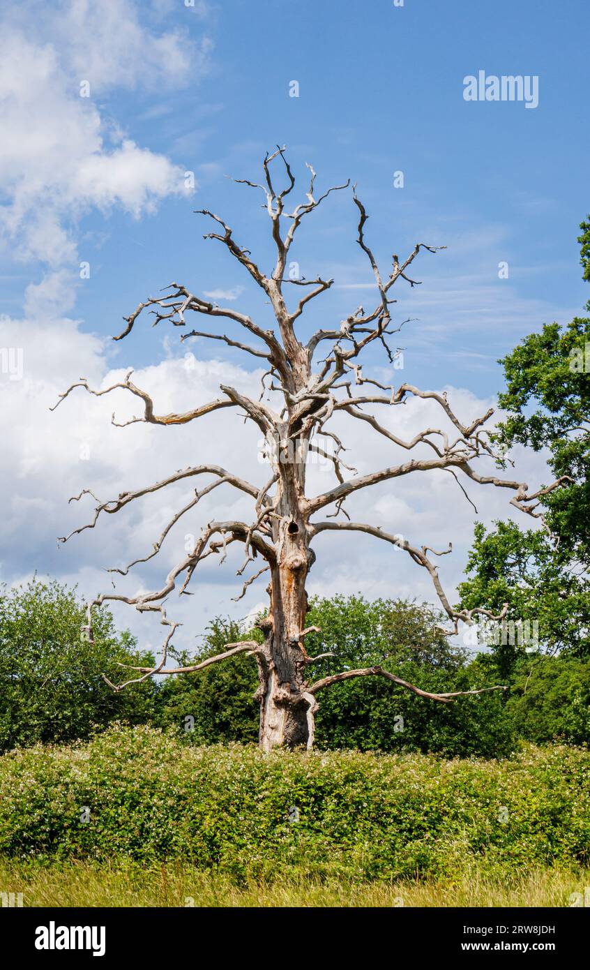 A living and a dead skeleton of an oak tree (Quercus robur) in parkland in Surrey, south-east England on a sunny day with blue sky and clouds Stock Photo