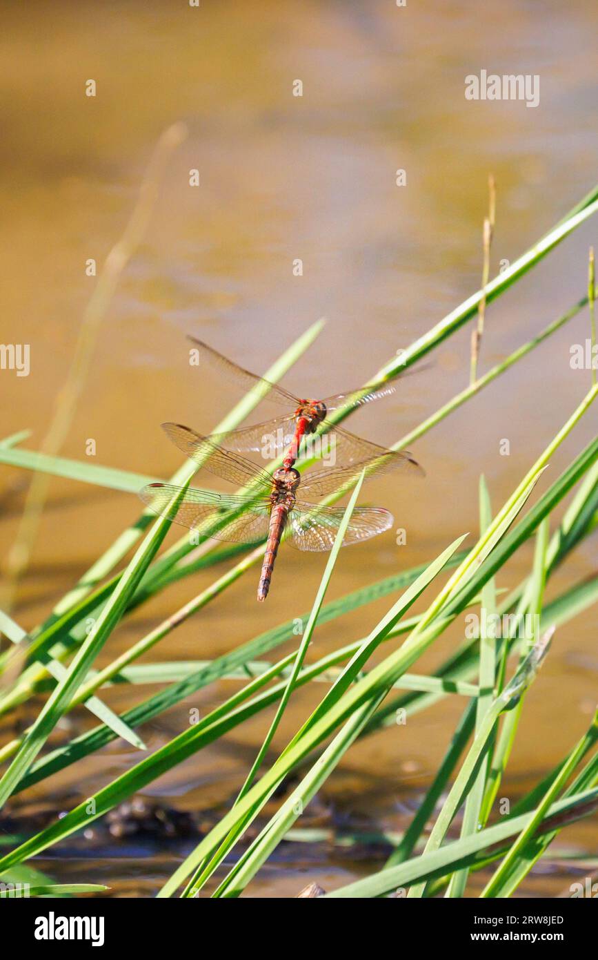 A pair of Common Darter (Sympetrum striolatum) dragonflies mating in flight at a pond on Horsell Common, Woking, Surrey, south-east England Stock Photo