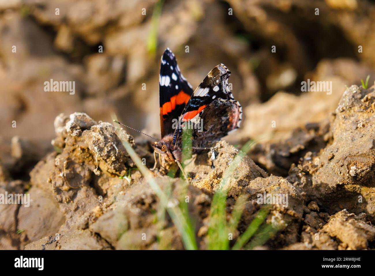 A red admiral butterfly (Vanessa atalanta) with proboscis extended on mud beside a pond, Horsell Common, Woking, Surrey, south-east England Stock Photo