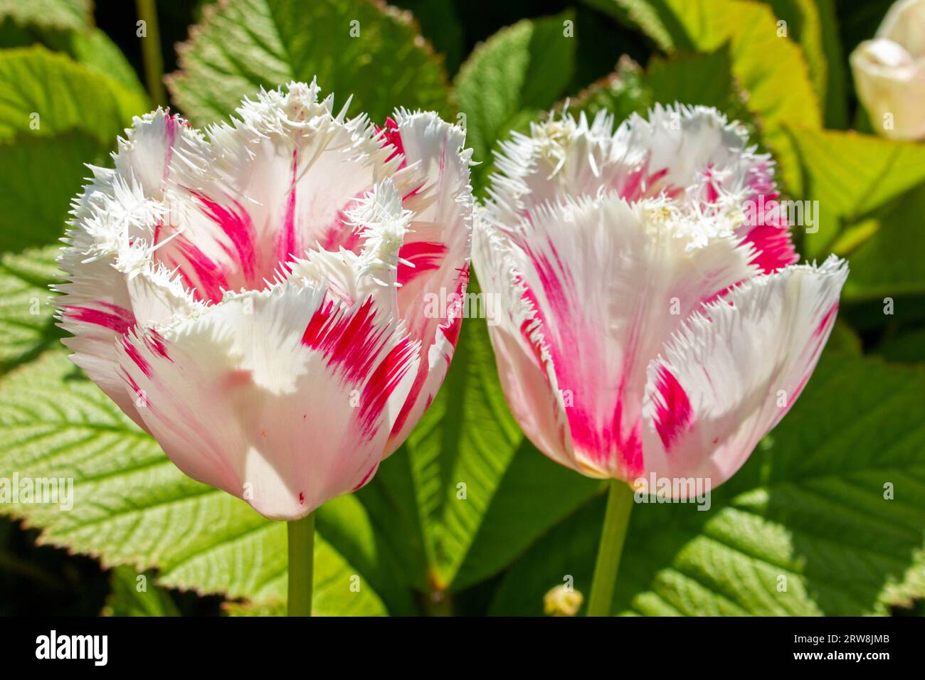 Two pink and white tulips bask closely together in the sun, their vibrant colors and delicate petals embracing the warmth of the day. Stock Photo