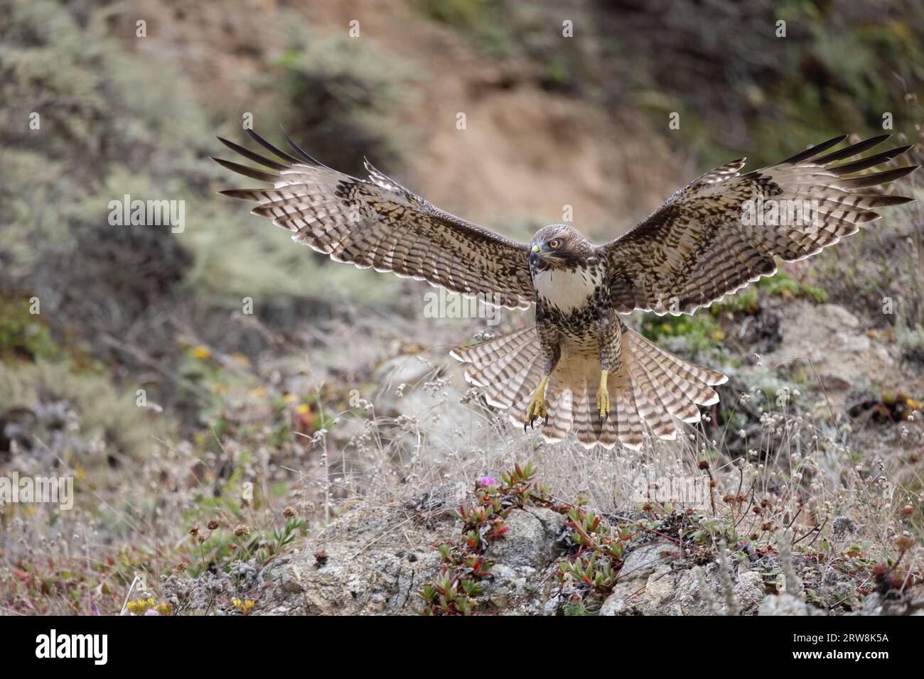 Red-tailed hawk (Buteo jamaicensis) flying and landing on a hillside with wings spread. Stock Photo