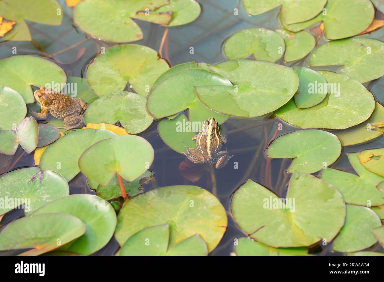Frogs and toads are on phytoplankton in a pond in North China Stock