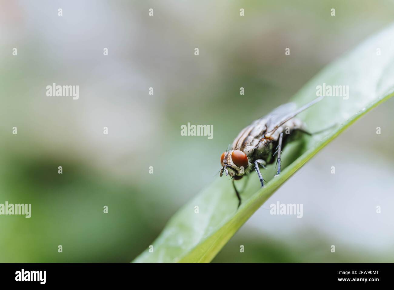 Macro shot of a housefly perched on a leaf with a bokeh background Stock Photo