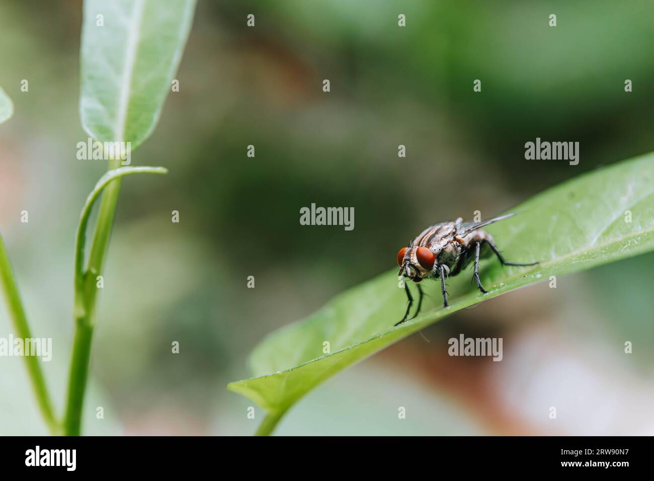 Macro shot of a housefly perched on a leaf with a bokeh background Stock Photo