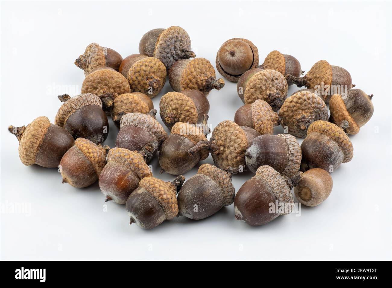 The northern red oak acorns isolated on white background. Quercus rubra