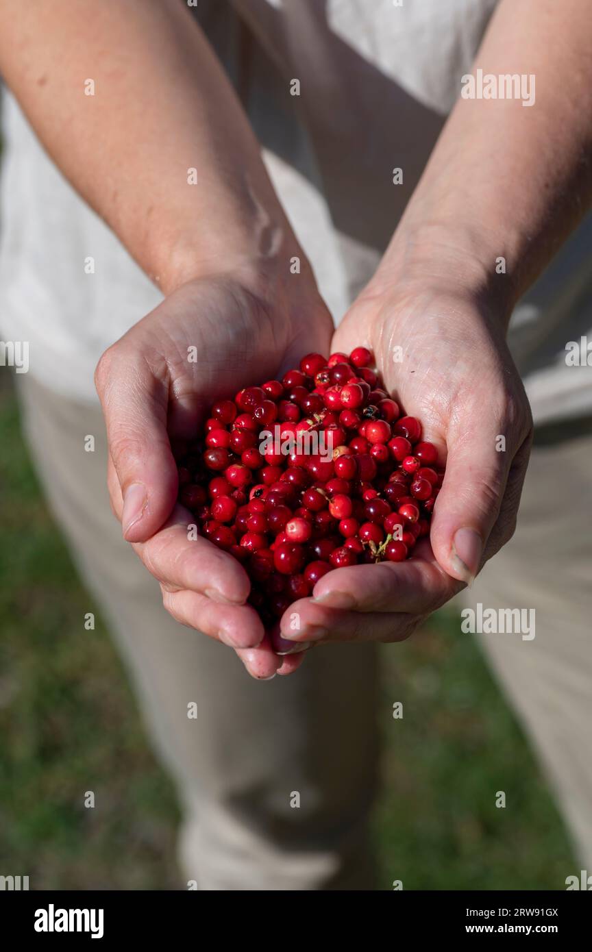 Woman holding red berries of vaccinium vitis idaea in her hands. Fruits of the lingonberry, partridgeberry, mountain cranberry or cowberry. Stock Photo
