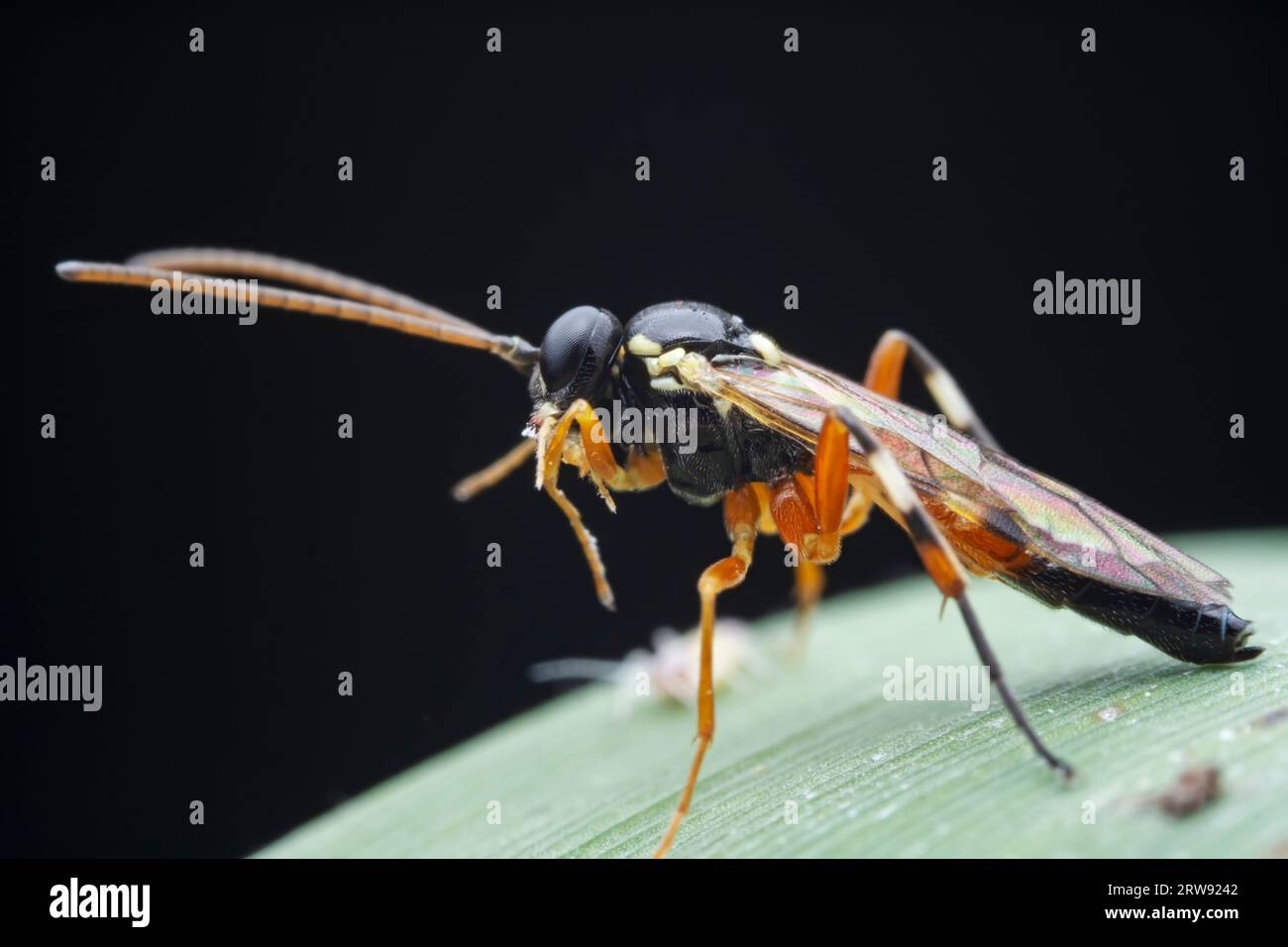 Bee insects in the wild, North China Stock Photo - Alamy