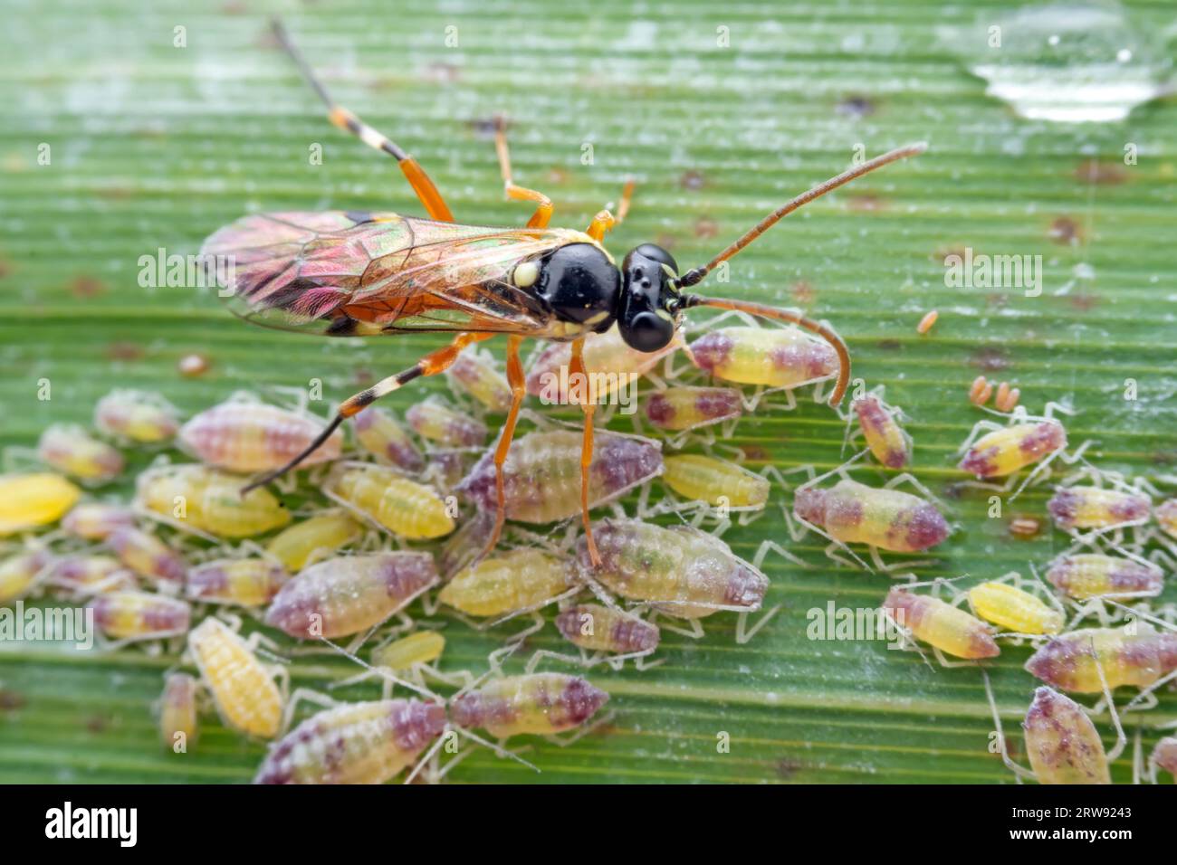 Bee insects in the wild, North China Stock Photo - Alamy